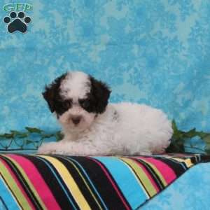 Max, Toy Poodle Puppy